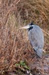 Grey Heron (ardea Cinerea) Watching And Waiting Stock Photo