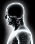 Skeleton System - X-ray Upper Part Human Stock Photo
