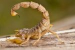 Buthus Scorpion Stock Photo