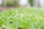 Young Green Plant In Organic Farm Stock Photo