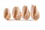 Group Of Seashells Stock Photo