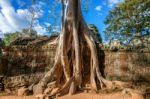 Trees Growing Out Of Ta Prohm Temple, Angkor Wat In Cambodia Stock Photo