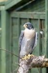 Perigrine Falcon ( Falco Perigrinus) Stock Photo