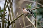 Chaffinch Perched On A Branch Stock Photo
