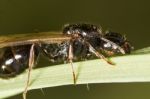 Harvester Ant (messor Barbarus) Stock Photo