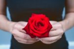 Hand Of Woman Give A Red Rose. Valentine's Day Stock Photo