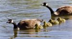 Image Of A Family Of Canada Geese Swimming Stock Photo