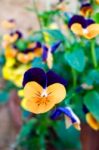 Violas Attaced To A Wall In Pienza Tuscany Stock Photo