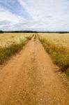 Dirt Road On Cereal Meadow Stock Photo