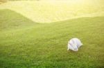 Rabbit In Park Stock Photo