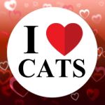 Love Cats Indicates Domestic Fabulous And Like Cat Stock Photo