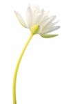 White Water Lily Isolated On White Background Stock Photo