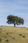 Lonely Holm Oak Tree Stock Photo