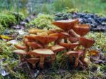 Sulphur Tuft Fungus (hypholoma Fasciculare) Stock Photo
