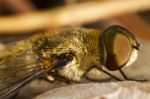 Bee Fly (villa Hottentotta) Stock Photo