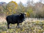 Hebridean Black Sheep At Warnham Nature Reserve Stock Photo