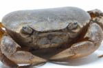 Field Crab Stock Photo