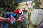 Red And Blue Macaw Stock Photo