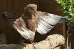 Bateleur Eagle With Wings Out Stock Photo