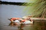 Two Brown Ducks, Drake Mallard Floating On The Water Stock Photo