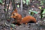 Eurasian Red Squirrel (sciurus Vulgaris) Stock Photo