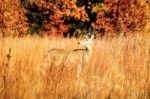 Deer During Fall In Indiana Stock Photo