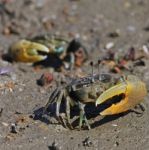 Fiddler Crab Stock Photo