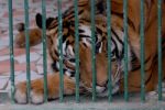 Tiger  Stock Photo