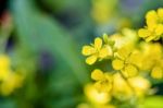Yellow Flower Of Wild Mustard Stock Photo