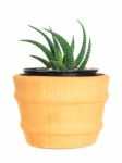 Cactus ( Pereskia ) On Isolated Background ( Cereus Hexagonus Mi Stock Photo