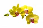 Orchid Isolated On White Background Stock Photo