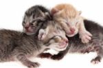 Newborn Kittens Stock Photo