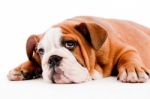 Bulldog Puppy Stock Photo