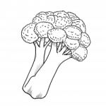 Isolated Broccoli- Hand Drawn Illustration Stock Photo
