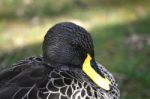 Yellow Billed Duck Stock Photo