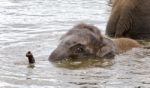 Image Of A Funny Young Elephant Swimming In A Lake Stock Photo