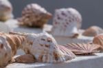 Several Sea Shells On A Wall Stock Photo