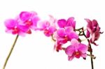 Magenta Orchids Stock Photo