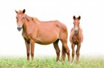 Brown Mare And Foal On White Background Stock Photo