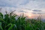 Corn Field Green Meadow Farm And Blue Sky In Twilight Stock Photo