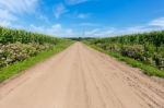 Countryside With Sandy Road And Corn Fields Stock Photo