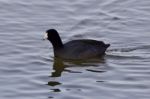 Beautiful Image With Funny Weird American Coot In The Lake Stock Photo