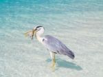 Bird Holding Fish In Sea Stock Photo