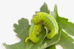 Hornworm,green Caterpillar Eating The Leaves Stock Photo