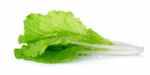 Lettuce Leaves Isolated On White Background Stock Photo