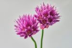 Two Bright Purple Carnations Stock Photo