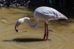 Greater Flamingo (phoenicopterus Roseus) Stock Photo