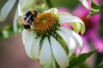 Bee On An Echinacea Stock Photo