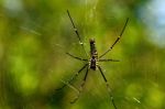 Giant Wood Spider Stock Photo