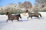 Animals In The Snow Stock Photo